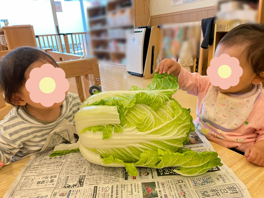 ☆食育～はくさいの観察～☆