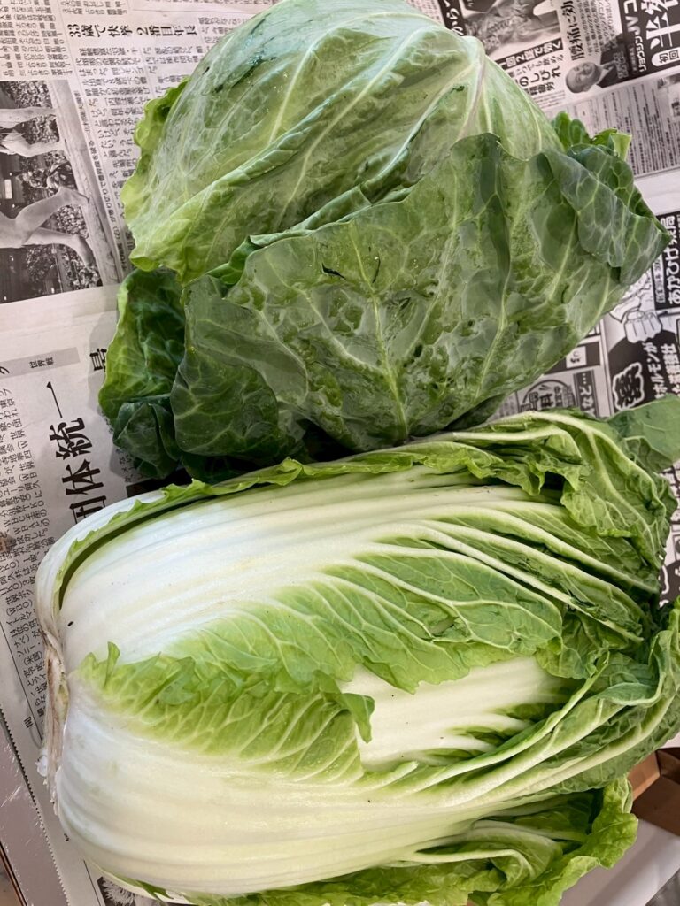 ☆食育～白菜とキャベツの観察～と制作のようす☆