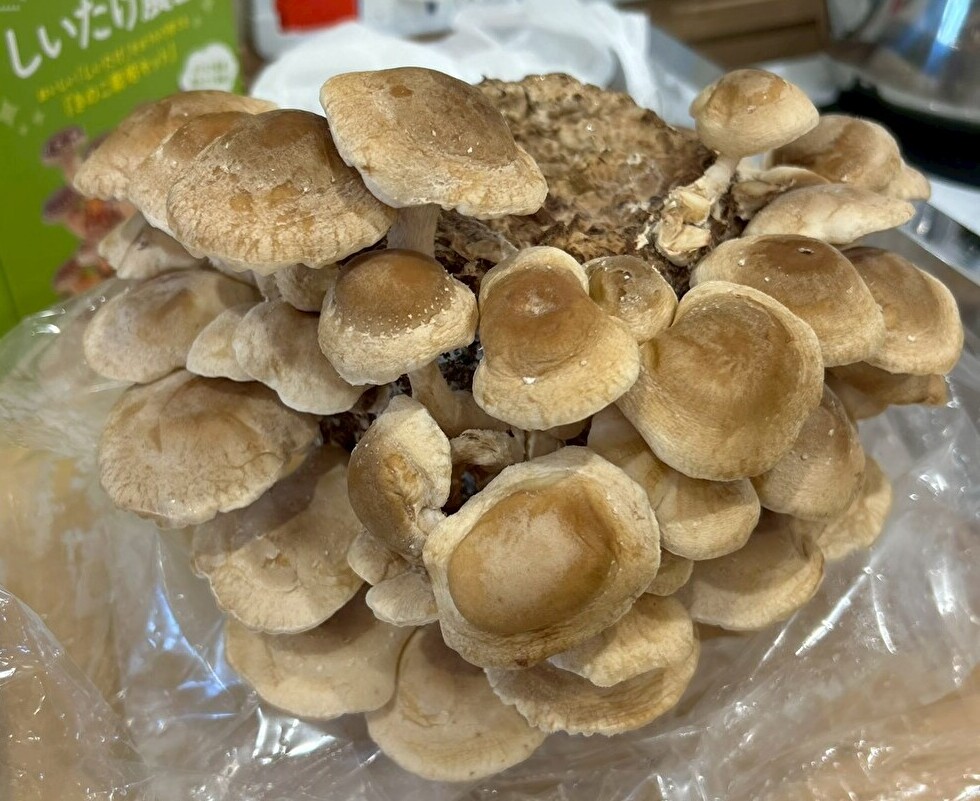 ☆食育～いろいろなきのこを見てみよう～☆