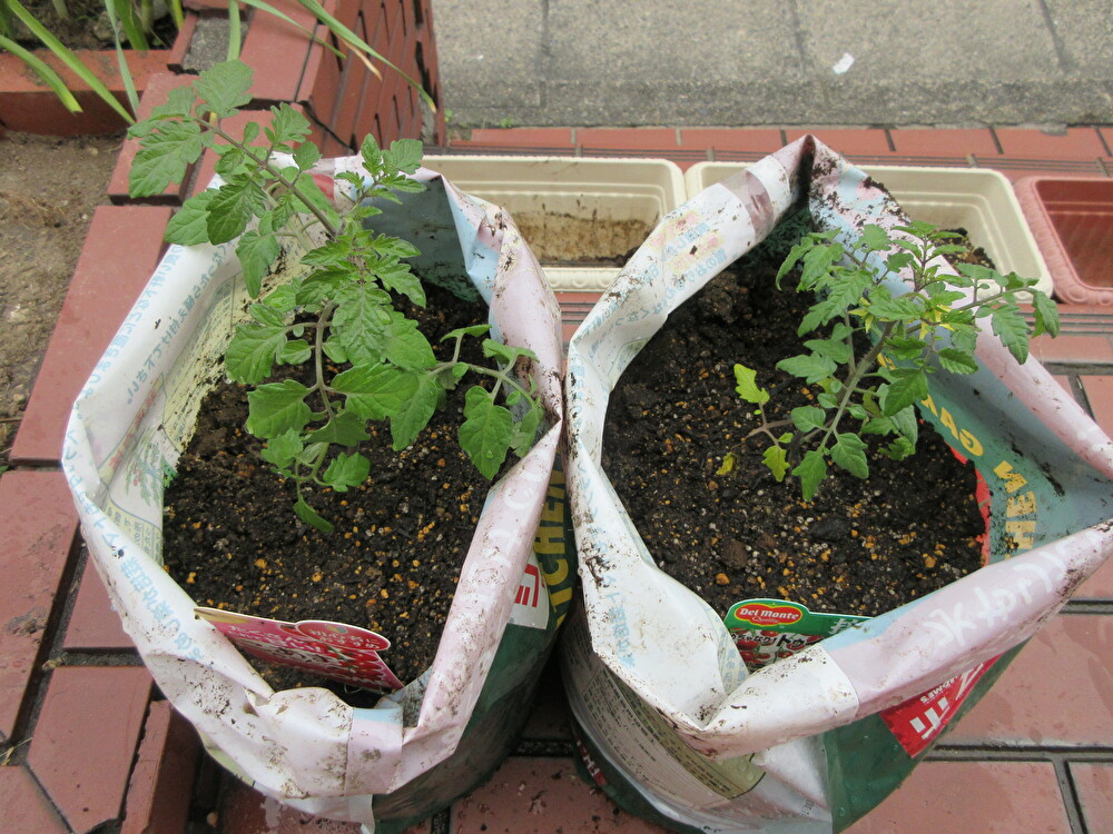 トマトの苗植え