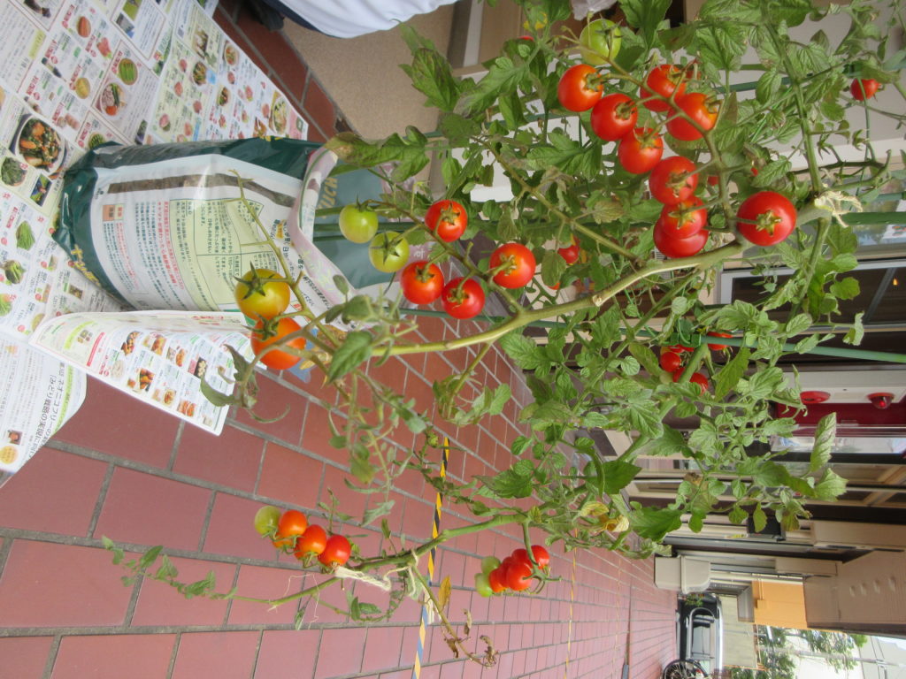 トマトの収穫～根っこの観察