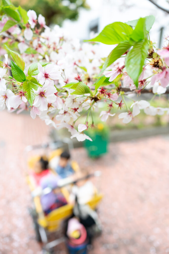 🌸お花見さんぽ🌸